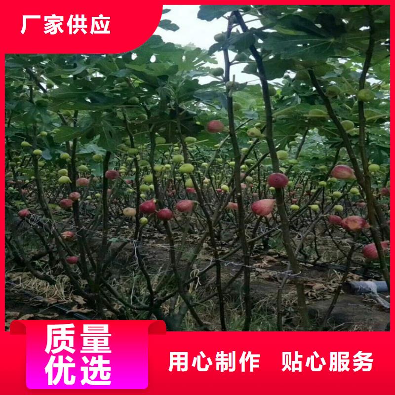 无花果石榴树苗厂家质量过硬