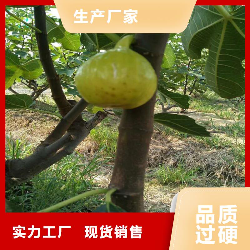 【无花果】_樱桃苗畅销本地