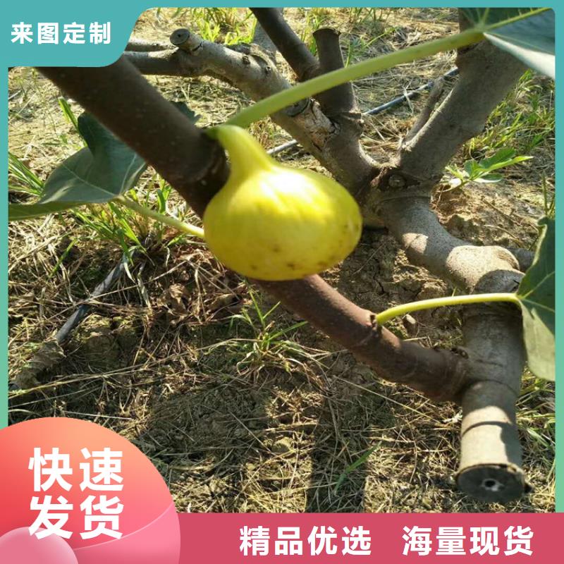 【无花果樱桃苗品质保障售后无忧】