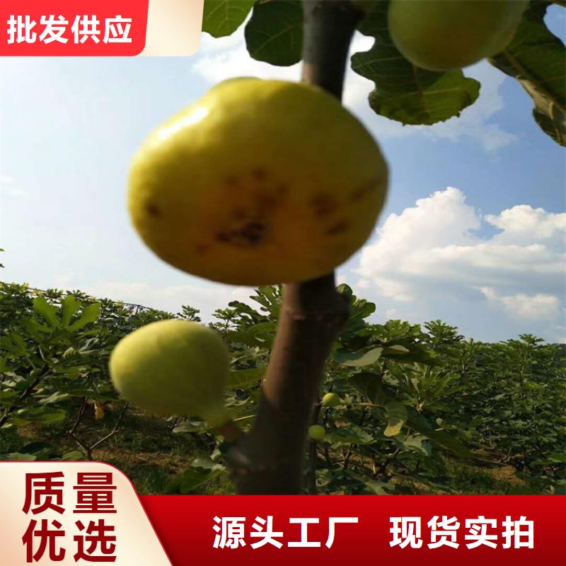 【无花果】苹果苗定金锁价