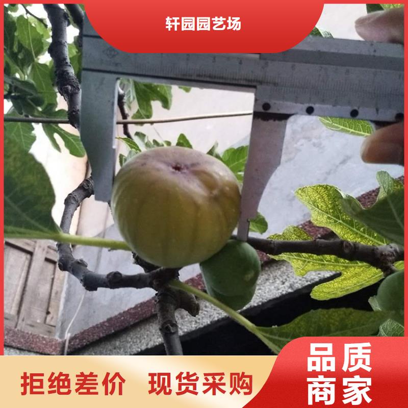 无花果【苹果苗】免费回电