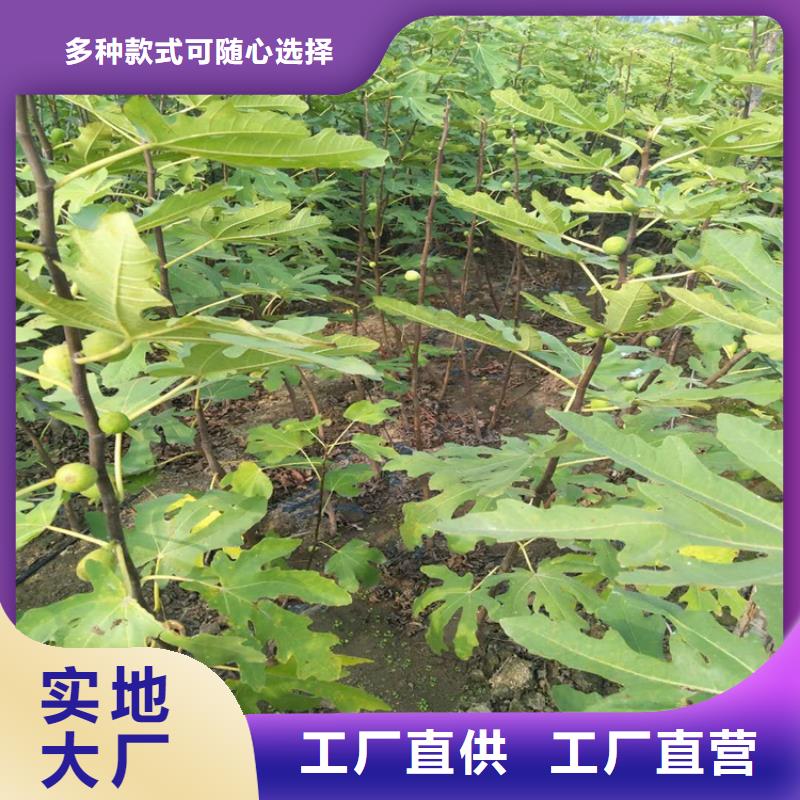 无花果板栗苗质检合格出厂