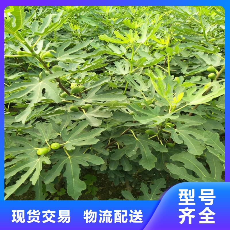 无花果_苹果苗一手价格