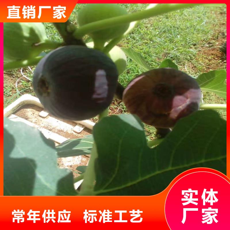 无花果【苹果苗】免费回电