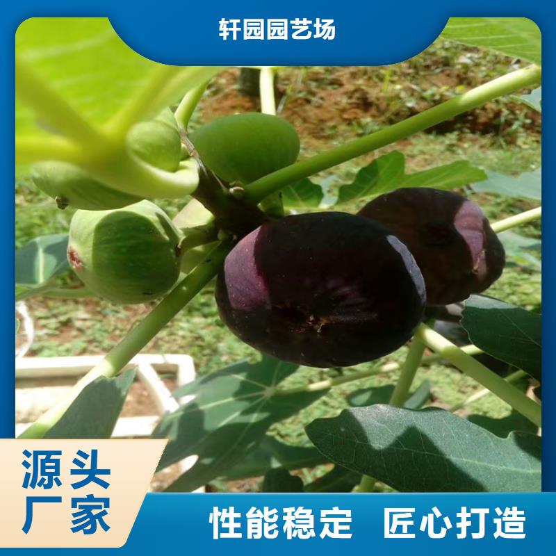 无花果石榴树供您所需