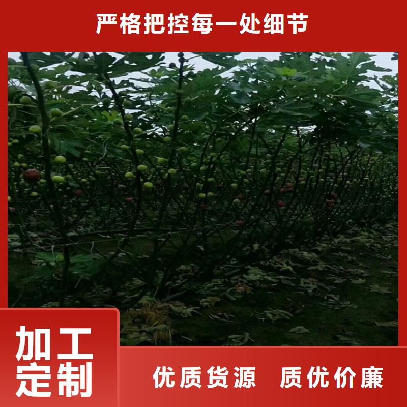 无花果板栗苗质检合格出厂