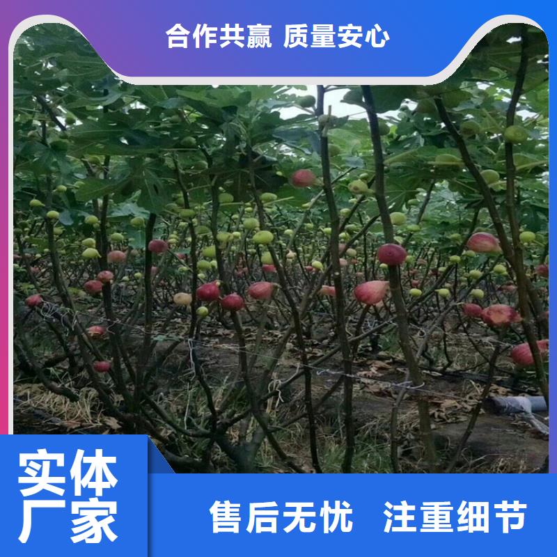 无花果红石榴苗基地批发价格