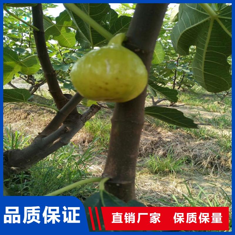 无花果,苹果苗真正的源头厂家