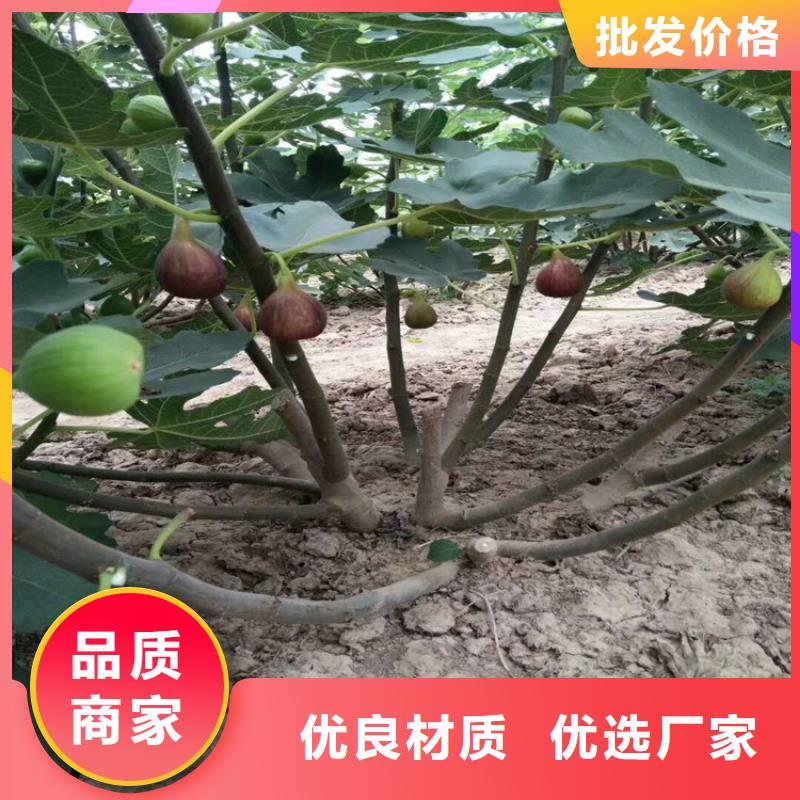 【无花果】苹果苗定金锁价