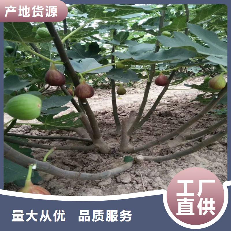 无花果_苹果苗一手价格