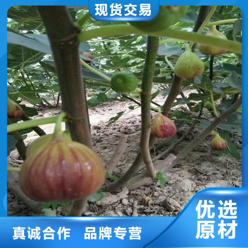 无花果板栗苗质检合格出厂