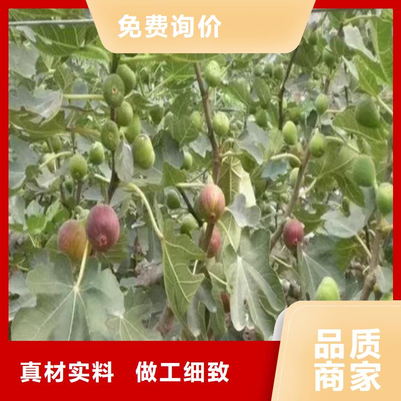 无花果石榴树供您所需