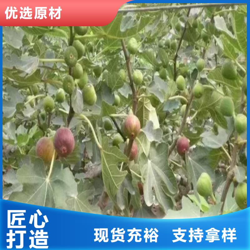 无花果,樱桃苗实拍展现