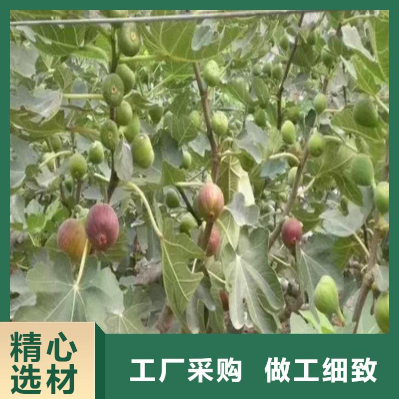 【无花果】_樱桃苗畅销本地