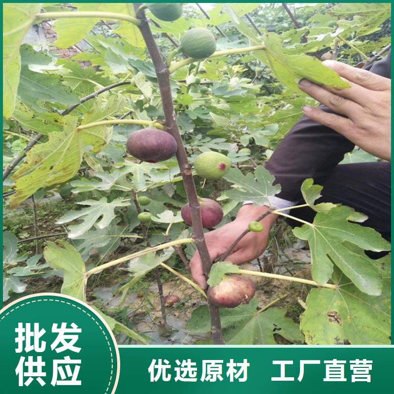 无花果黄瓜苗标准工艺