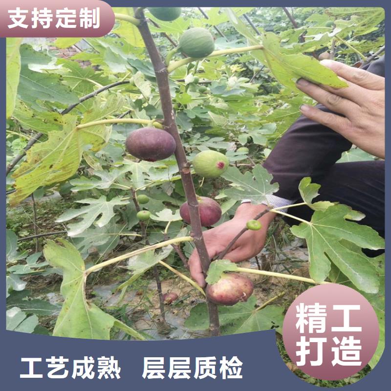 无花果樱桃苗24小时下单发货