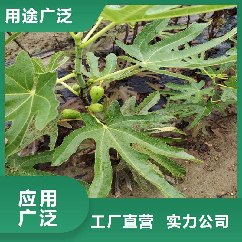 无花果【苹果苗】长期供应