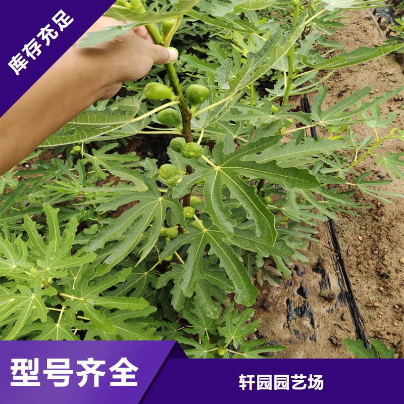 无花果_苹果苗放心得选择