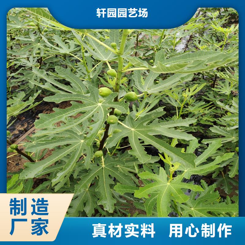 无花果北美冬青推荐商家