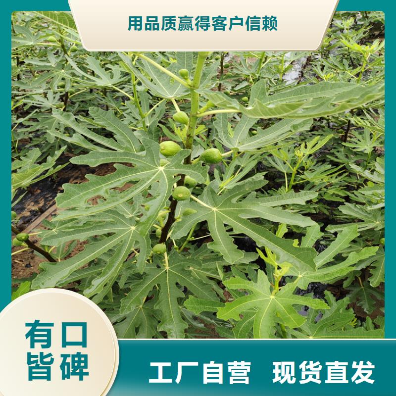 无花果【苹果苗】长期供应