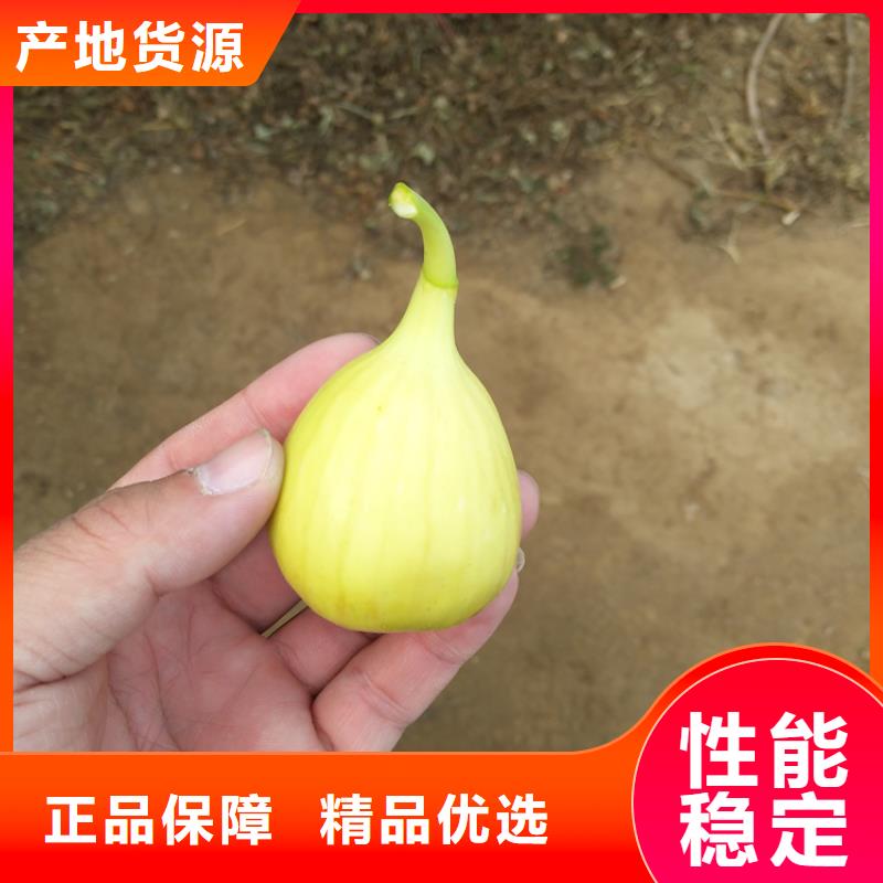 无花果北美冬青推荐商家