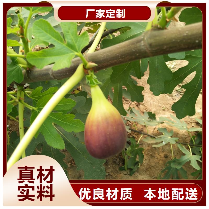 无花果_苹果苗一手价格