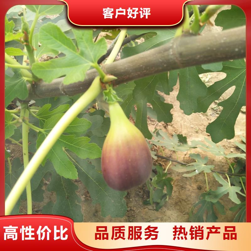 无花果,无花果苗厂家供应