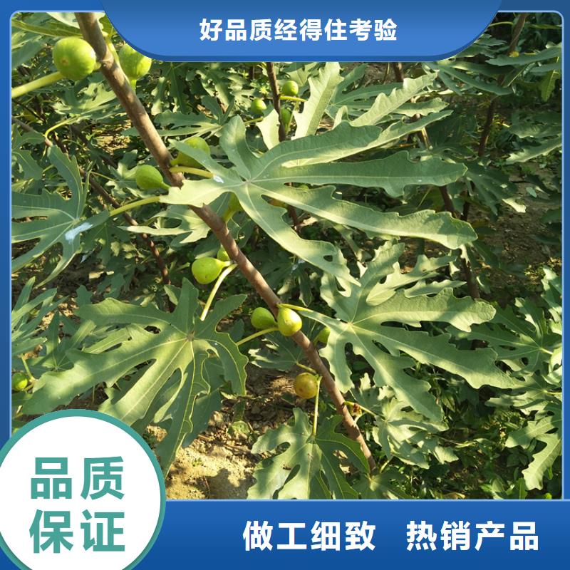 【无花果樱桃苗实力见证】