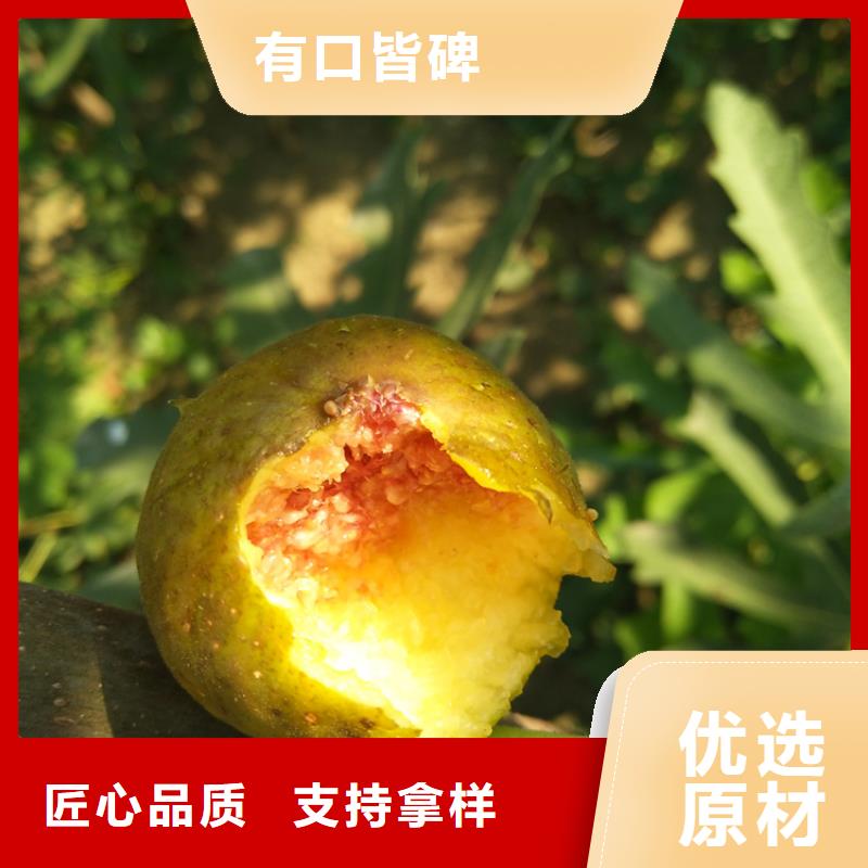 无花果蓝莓苗厂家直营