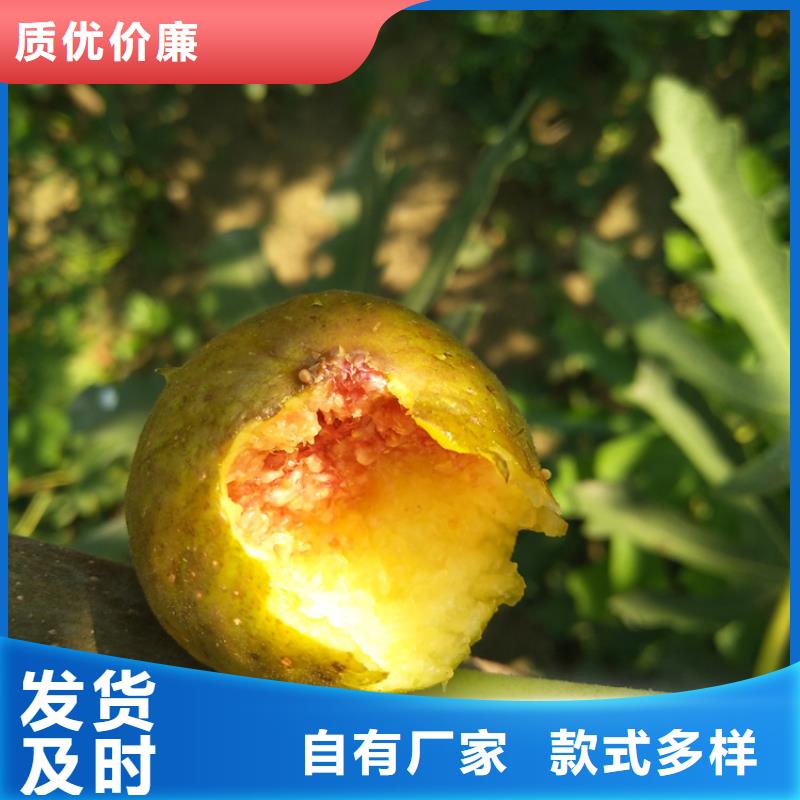 无花果,无花果苗厂家供应