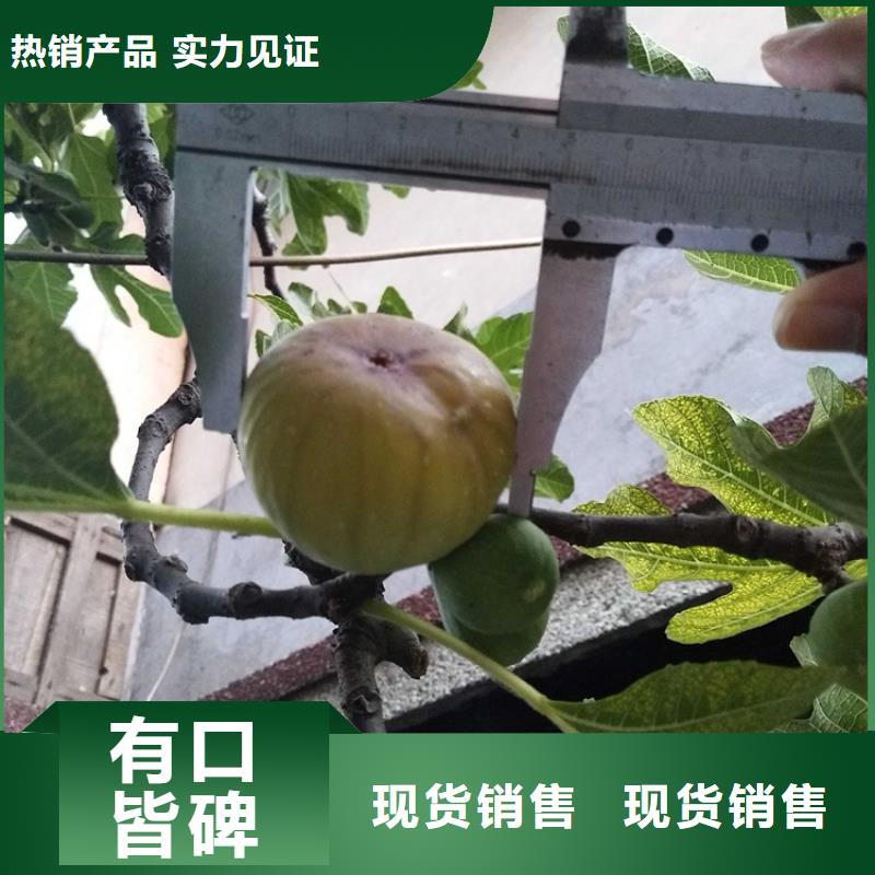 无花果黄瓜苗标准工艺