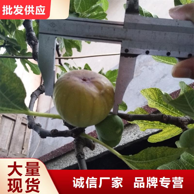 无花果黄瓜苗标准工艺