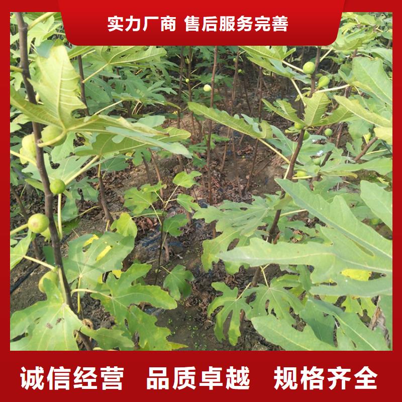 无花果北美冬青推荐商家