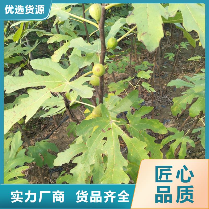 【无花果樱桃苗实力见证】