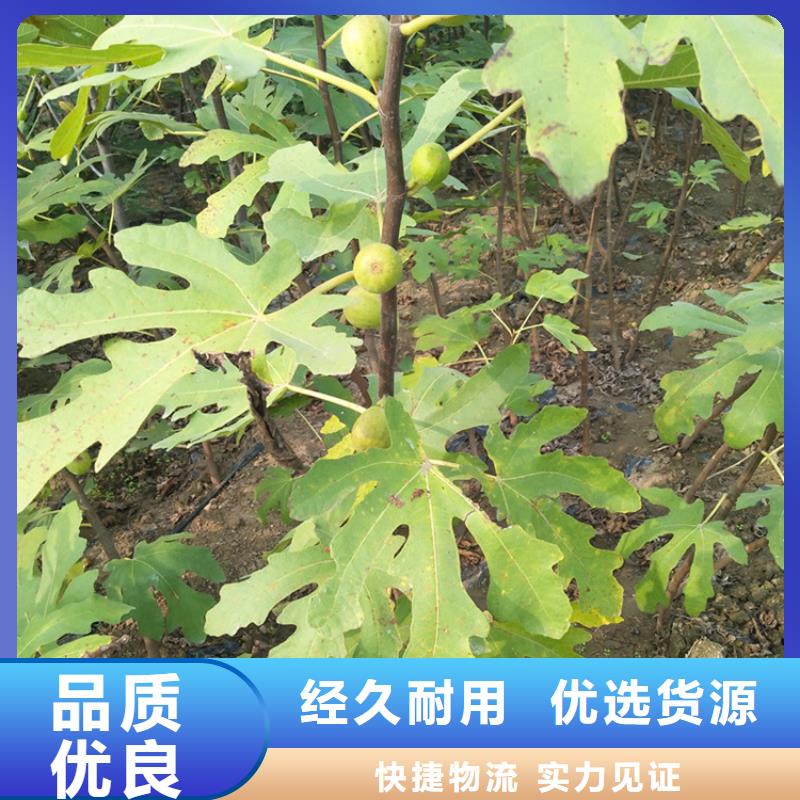 无花果石榴树供您所需