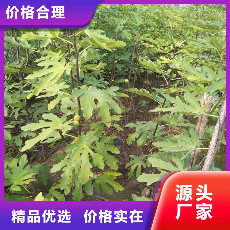 无花果板栗苗质检合格出厂