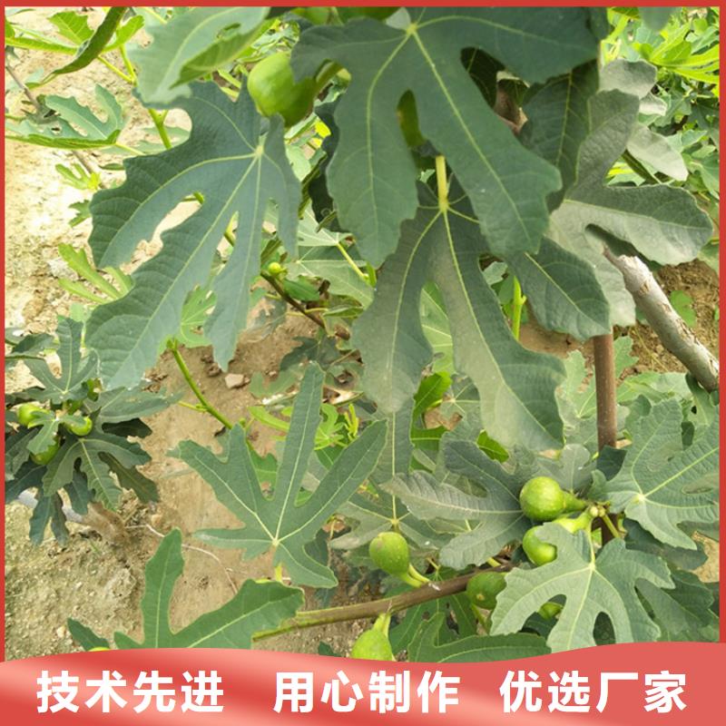 无花果【葡萄苗】厂家直销直供