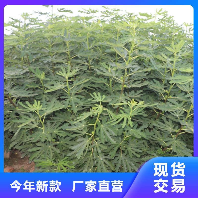 无花果_苹果苗质检严格