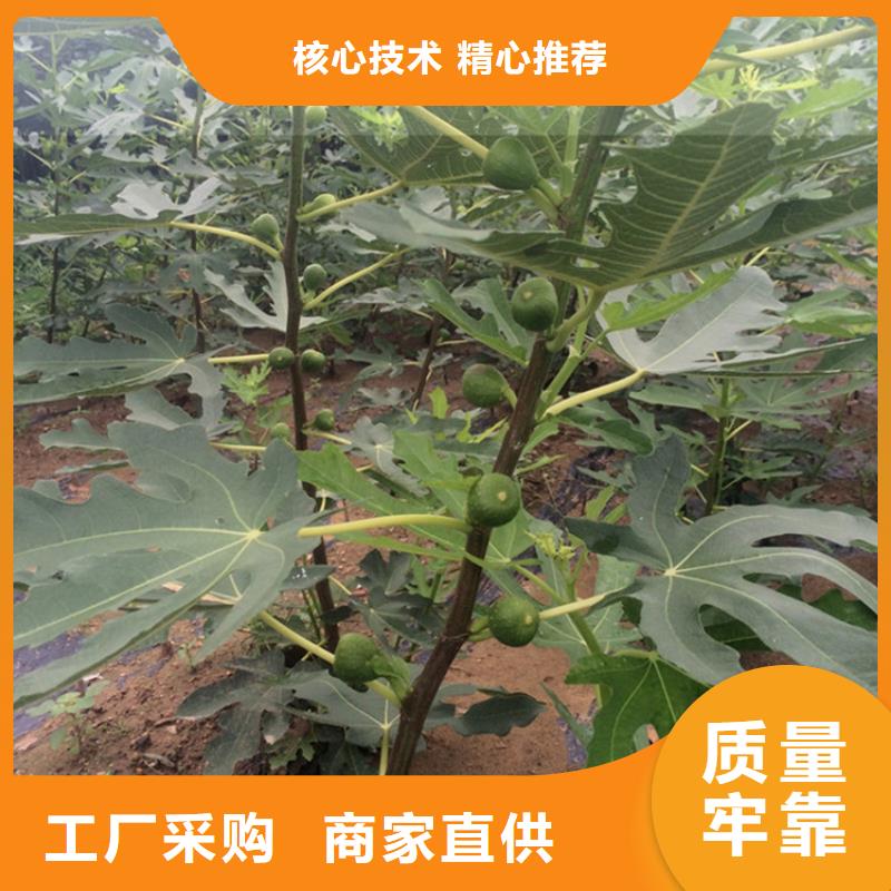 【无花果樱桃苗实力见证】