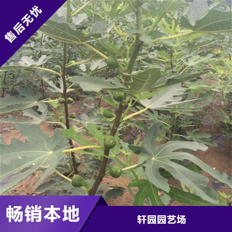 无花果_苹果苗放心得选择