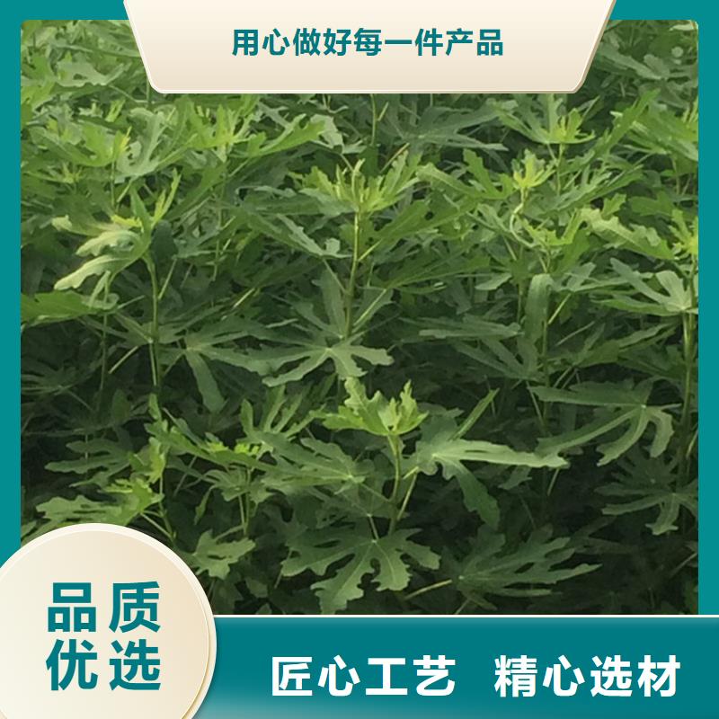 【无花果-苹果苗多种优势放心选择】