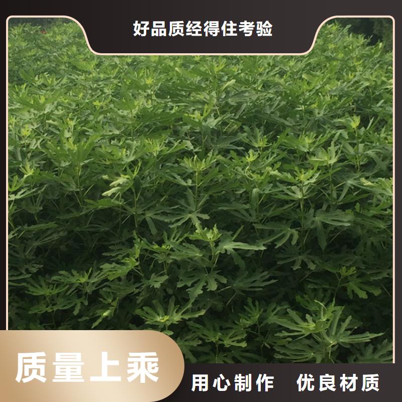 无花果樱桃苗量大更优惠