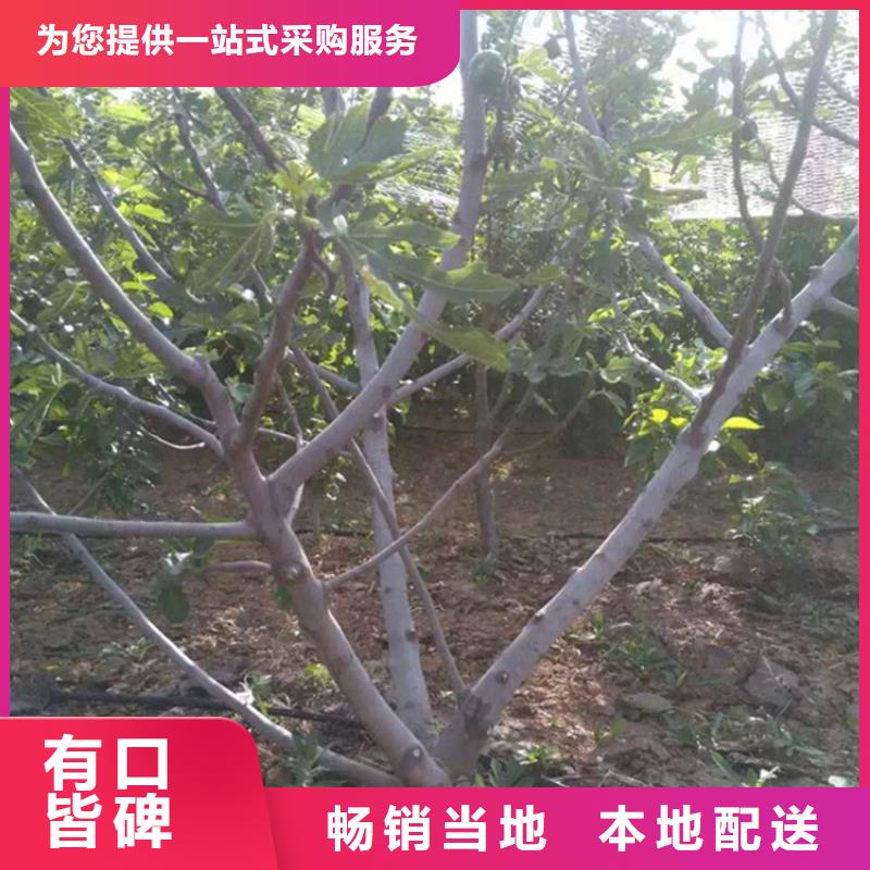 【无花果樱桃苗实力见证】