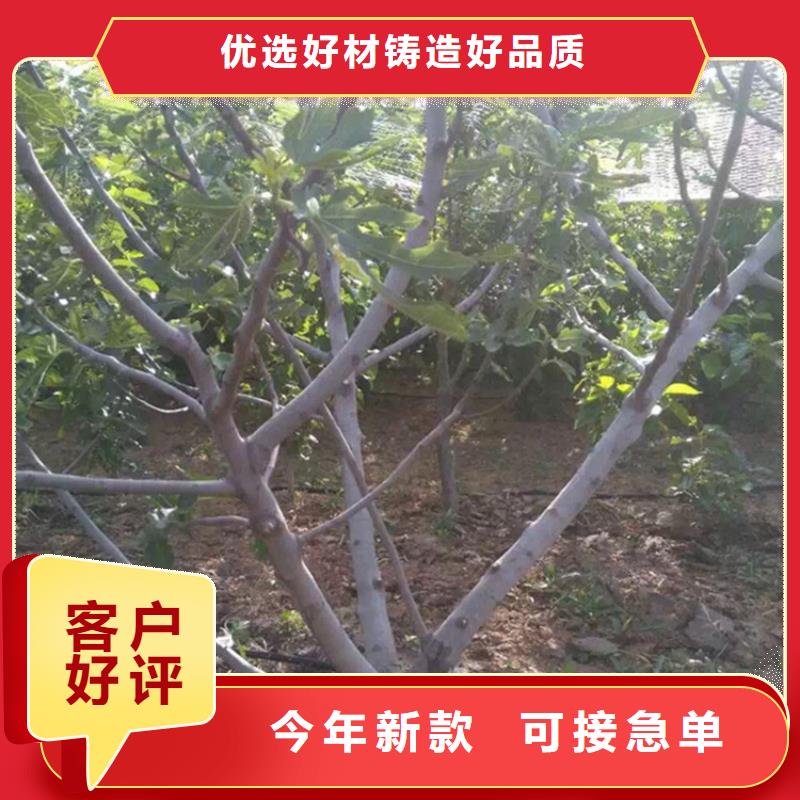 无花果北美冬青推荐商家