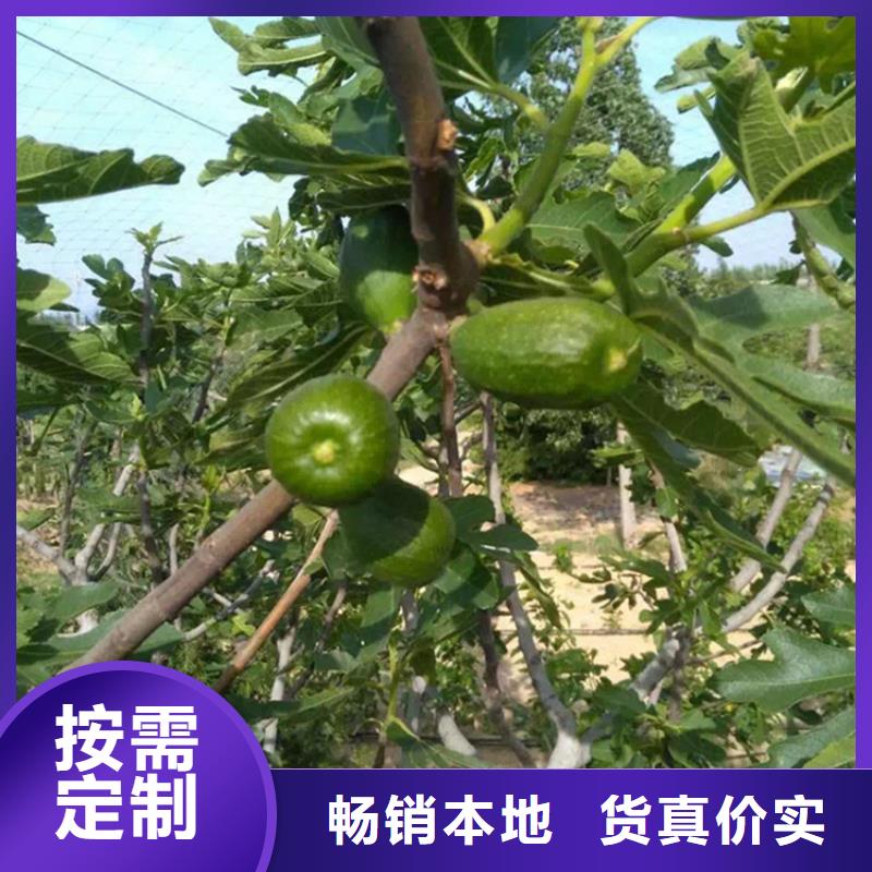 无花果樱桃苗24小时下单发货