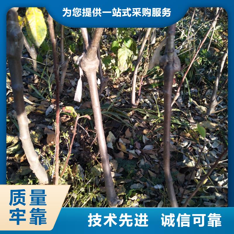 苹果【樱桃苗】快速报价