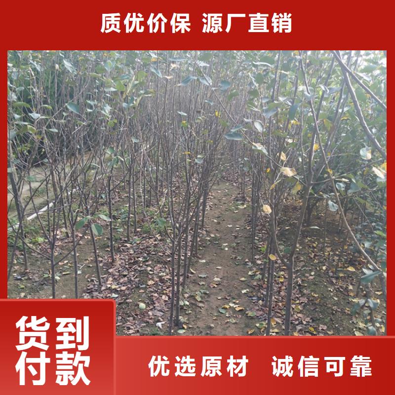 苹果-北美冬青高性价比