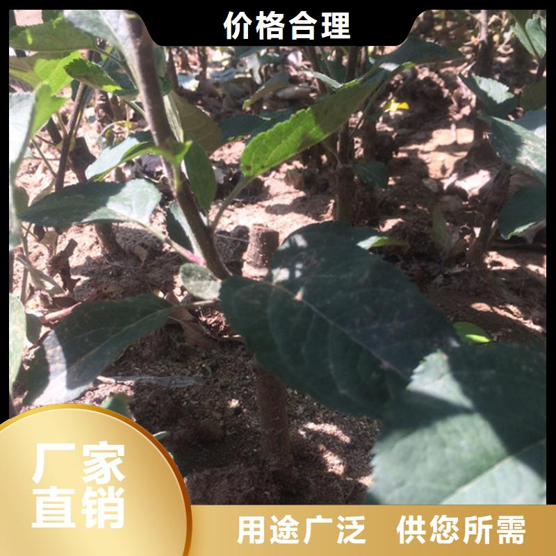 【苹果梨树苗定制零售批发】