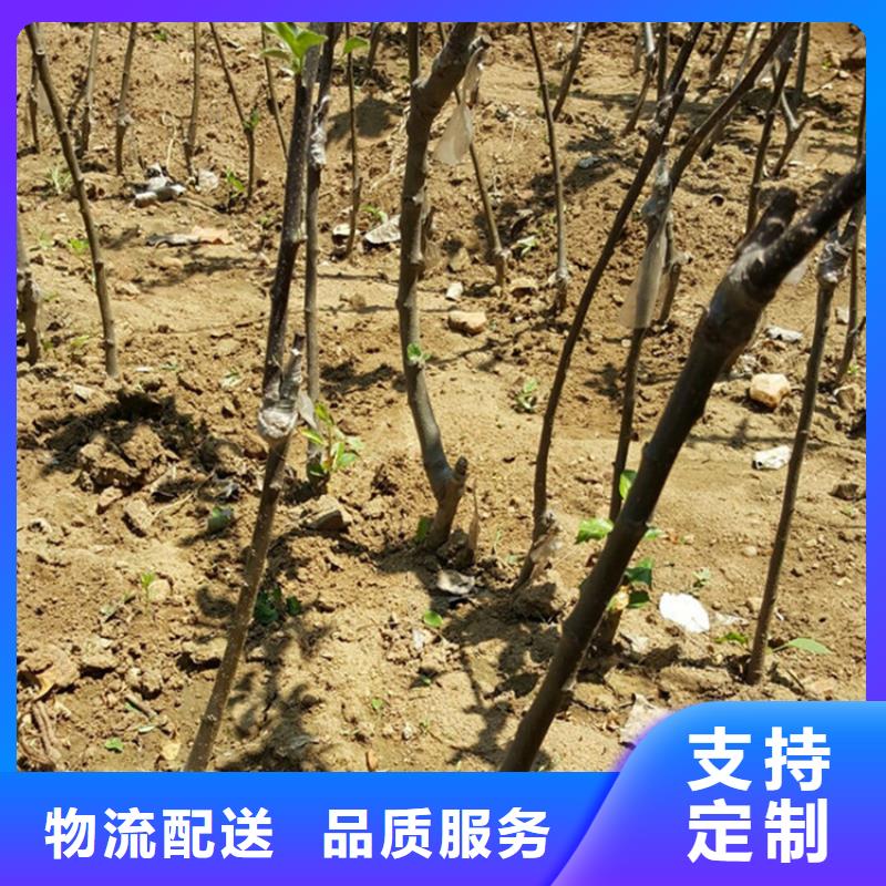 【苹果】樱桃苗产品细节参数