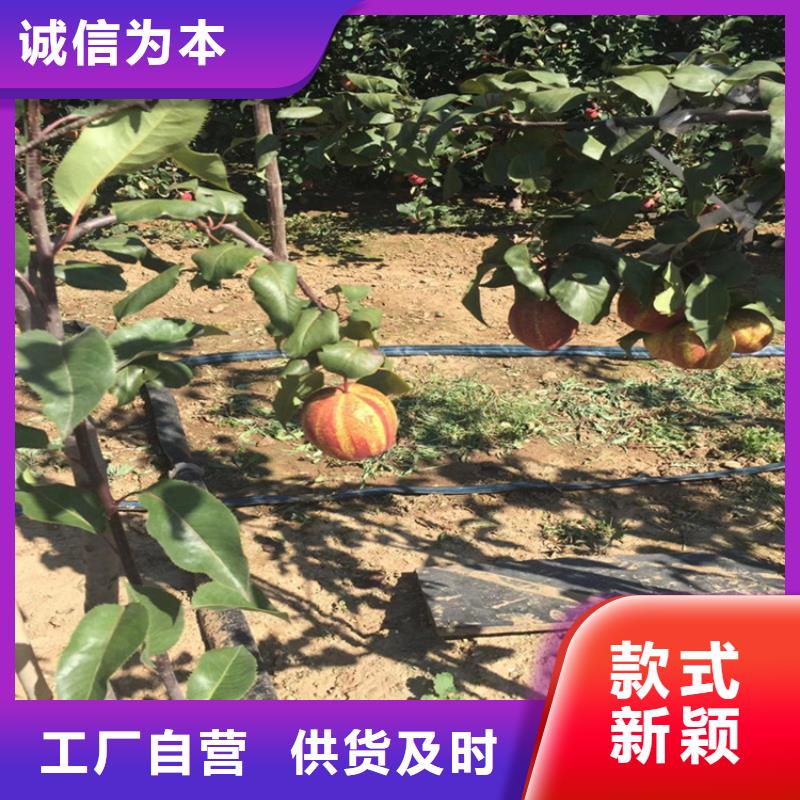 梨树苹果苗质量上乘